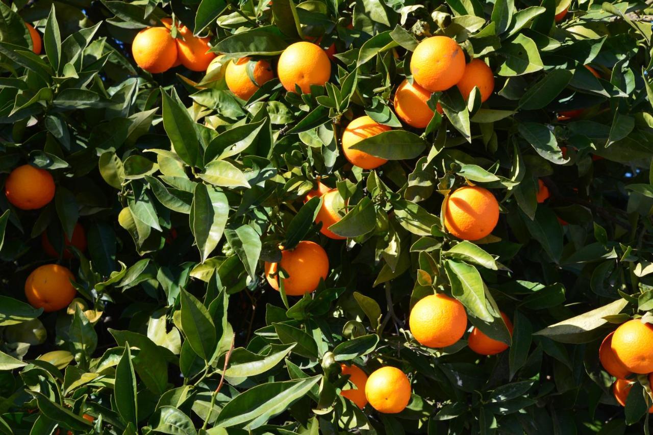Finca Maroma Villa Competa Ngoại thất bức ảnh